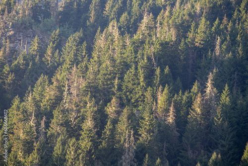 Forest at sunset. Healthy green trees spruce, fir and pine trees in the wilderness of a national park. Sustainable industry, ecosystem and healthy environment concepts and background