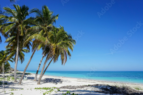 Fototapeta Naklejka Na Ścianę i Meble -  Tropical Beach in the Caribbean
