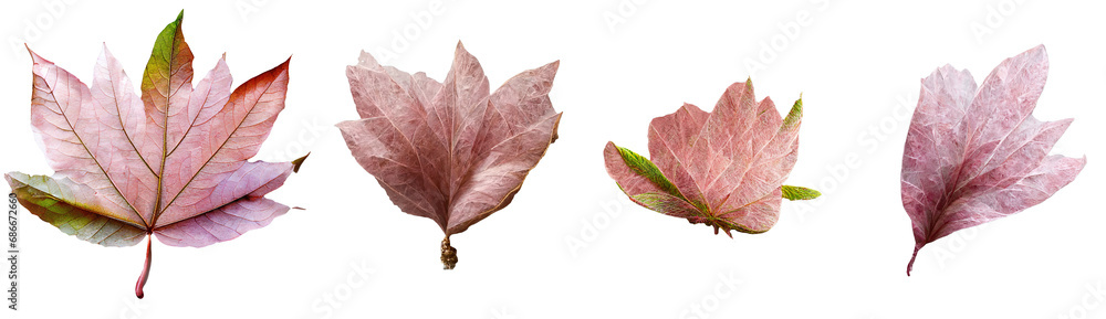 A collection of delicate pink tree leaves, arranged in a pleasing pattern, presented against a clear, invisible backdrop.