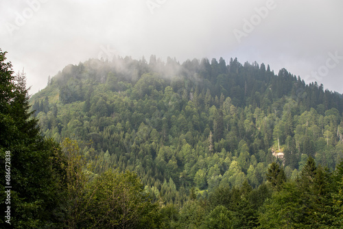 Misty forest. Healthy green trees spruce  fir and pine in the wilderness of the national park. Sustainable industry  ecosystem and healthy environment concepts and background