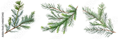 Watercolor Christmas evergreen twigs set presented on a clear background, depicting festive foliage in delicate, translucent hues.