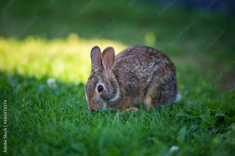 Fototapeta premium small rabbit eating grass, the symbol of easter celebrations