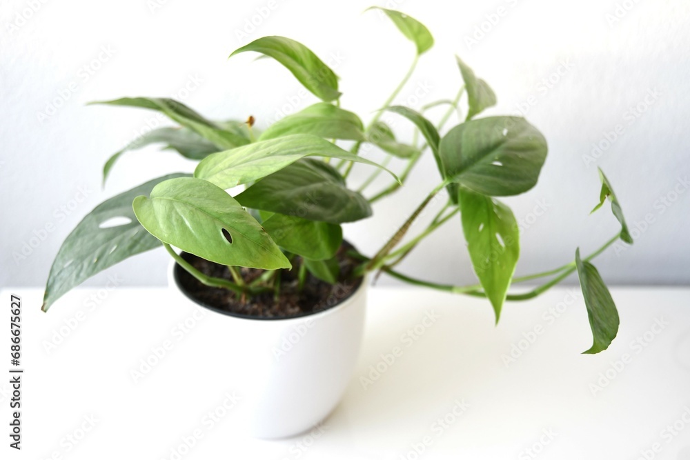 Cebu blue pothos, Epipremnum pinnatum, houseplant with silvery blue green leaves and perforations. Isolated against a white background, landscape orientation. Cebu blue pothos, Epipremnum pinnatum, houseplant with silvery blue green leaves and perforations. Isolated against a white background, landscape orientation.