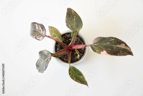 Philodendron erubescens 'pink princess' houseplant, with green and pink heart shaped leaves, in a ceramic pot. Isolated on a white background, in landscape orientation. Taken from above, looking down. photo