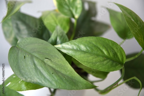 Cebu blue pothos, Epipremnum pinnatum, houseplant with silvery blue green leaves and perforations. Isolated against a white background, landscape orientation.