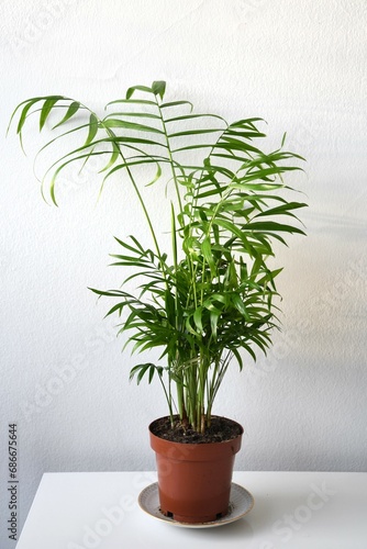 Parlor palm houseplant (chamaedorea elegans), with bushy green leaves, isolated on a white background. Full plant in portrait orientation. 