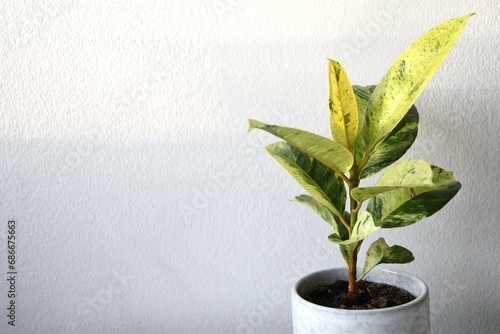 Ficus elastica moonshine (rubber tree) houseplant with variegated green and yellow leaves. Isolated on a white background. Landscape orientation.
