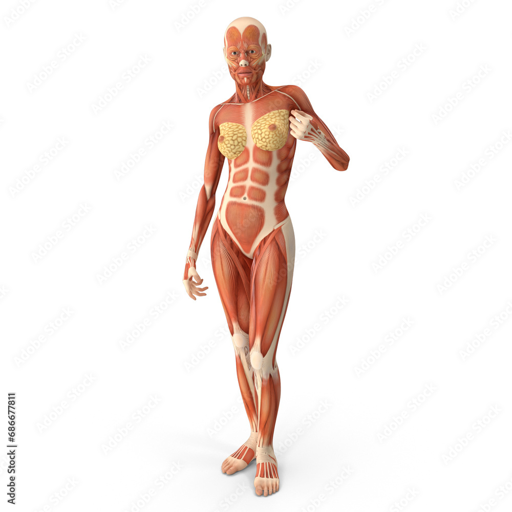 Realistic 3D Female Muscle Anatomy - High-Quality PNG File