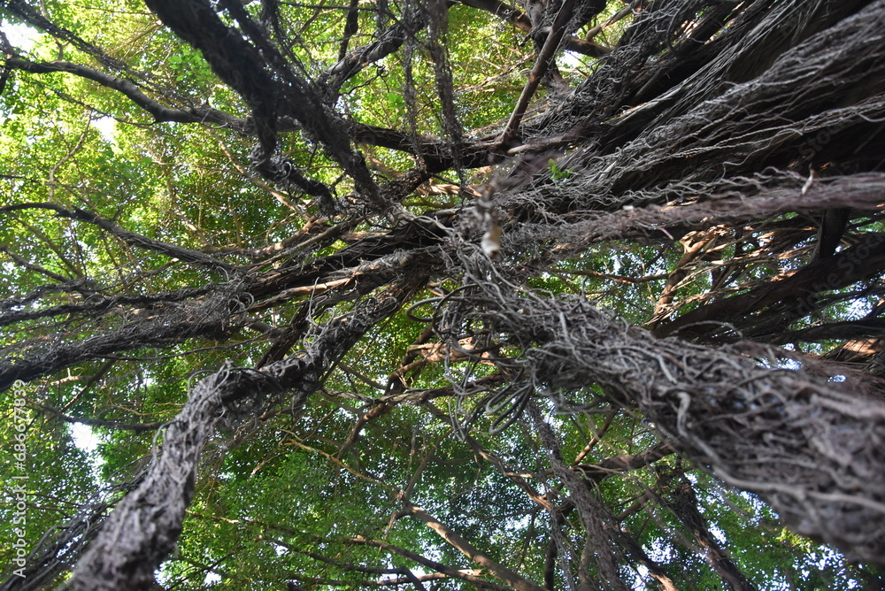 Fototapeta premium View of a large shady banyan tree in Surabaya city park, a banyan tree with long hanging roots.