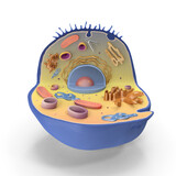 Realistic 3D Model of Human Cell - High-Quality PNG File
