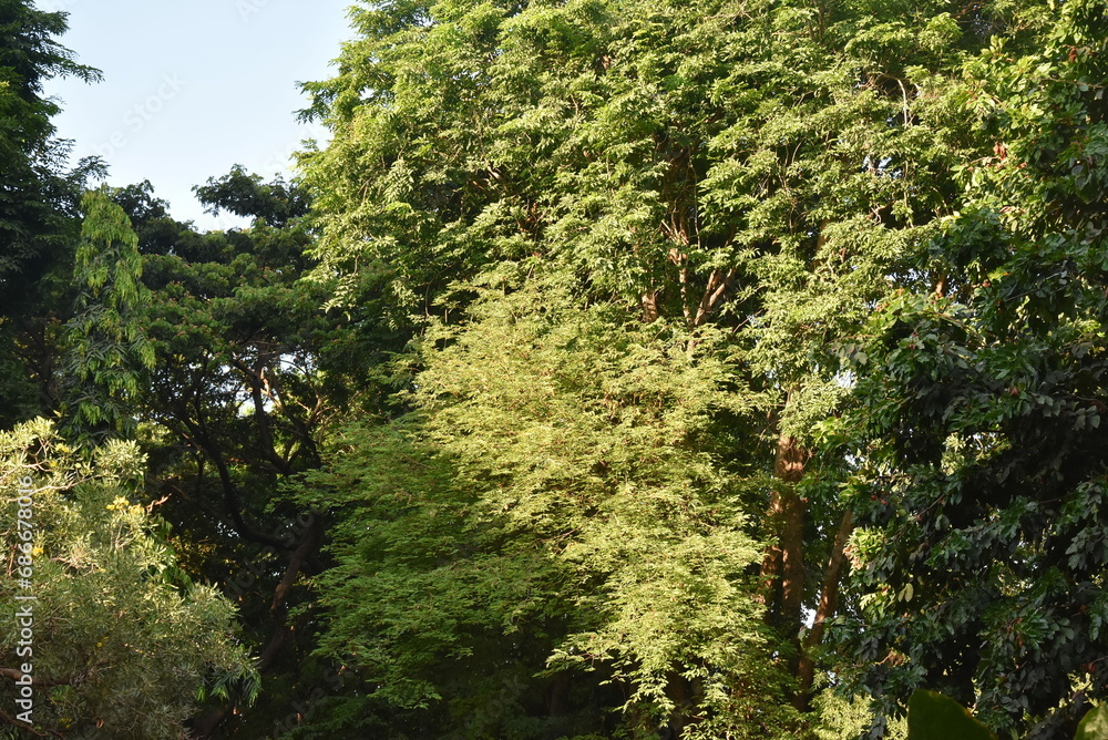 close-up of lush green tropical vegetation forest with bright green leaves under blue cloud sky and sunlight, beauty in tropical nature banner concept for wallpaper, travel, vacation close-up of lush green tropical vegetation forest with bright green leaves under blue cloud sky and sunlight, beauty in tropical nature banner concept for wallpaper, travel, vacation