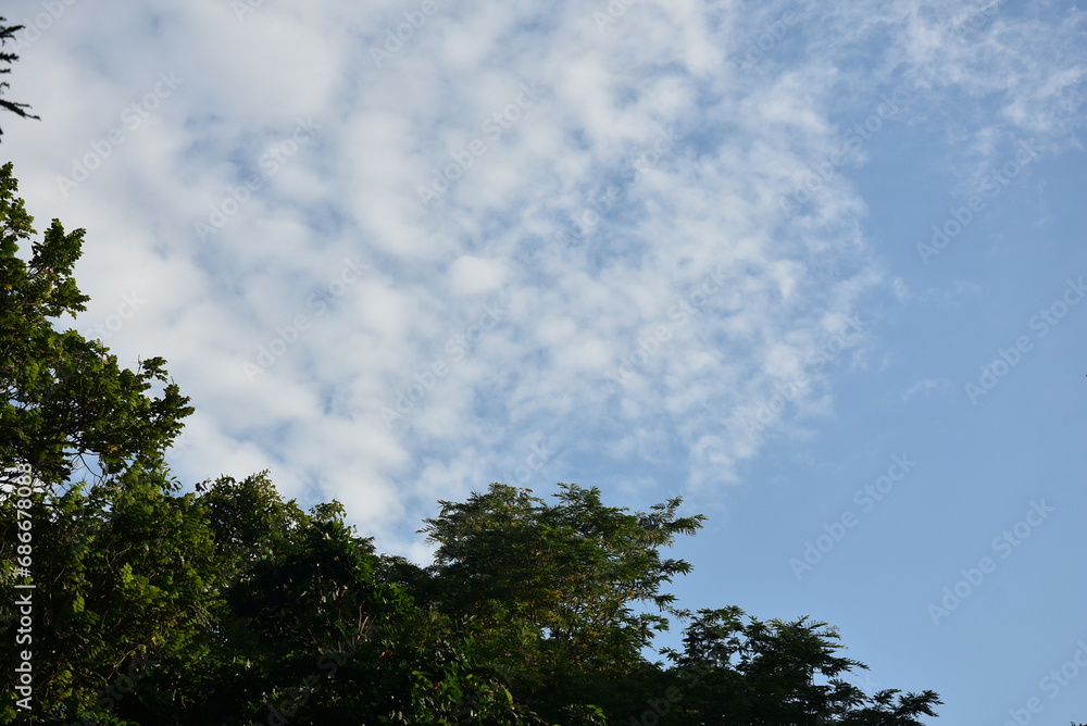 close-up of lush green tropical vegetation forest with bright green leaves under blue cloud sky and sunlight, beauty in tropical nature banner concept for wallpaper, travel, vacation close-up of lush green tropical vegetation forest with bright green leaves under blue cloud sky and sunlight, beauty in tropical nature banner concept for wallpaper, travel, vacation