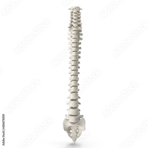 Realistic 3D Model of Human Spine Bone Anatomy - High-Quality PNG File