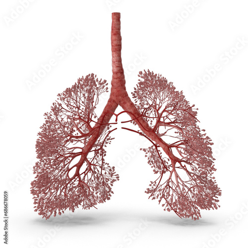 Harsh Puranam, Harsh Designs, 3D respiratory system, human lung anatomy, realistic pulmonary model, PNG file, 3D rendering, medical illustration, anatomical respiratory structure, digital modeling, re photo