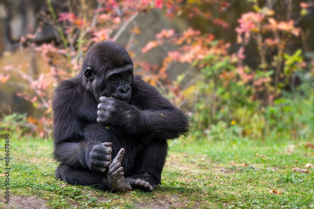 Fototapeta premium Western gorilla - Gorilla gorilla, iconic large critically endangered ape from African tropical forests, Gabon.