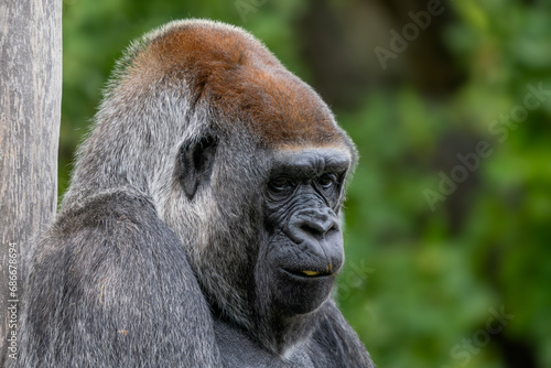 Western gorilla - Gorilla gorilla, iconic large critically endangered ape from African tropical forests, Gabon. © David