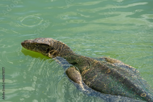 Canvas Print Monitor lizard swims in a pond in a city park in Thailand.