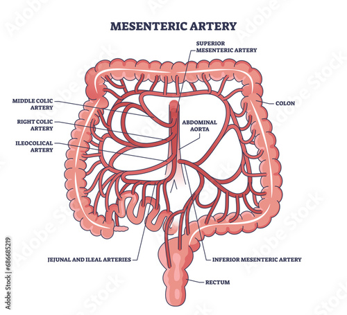 Mesenteric artery anatomy and abdominal aorta location outline diagram. Labeled educational medical scheme with abdomen and bowel blood flow vector illustration. Ileocolical and jejunal arteries. photo