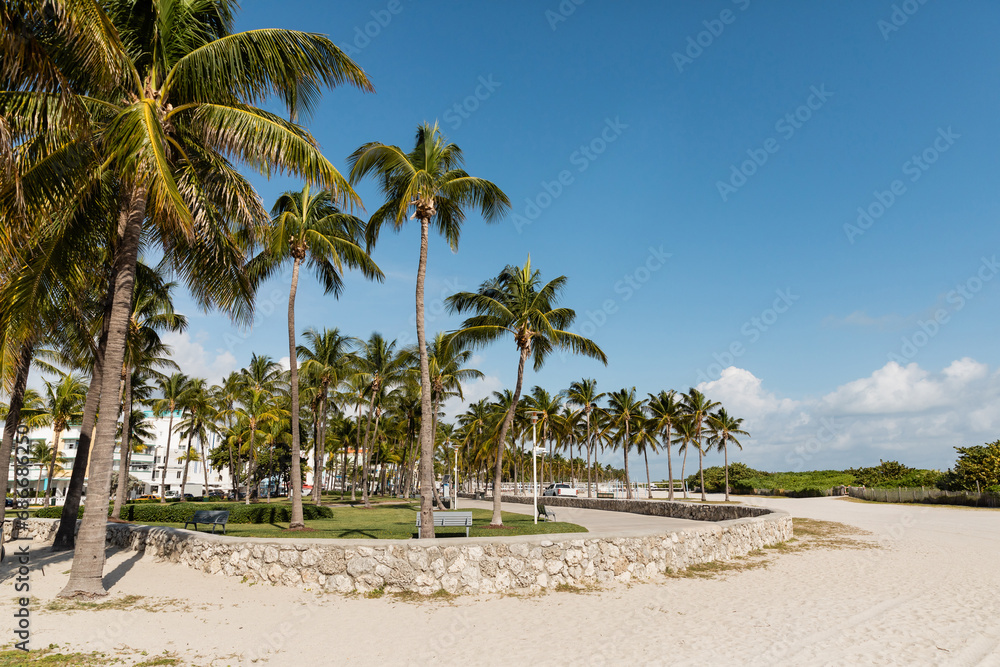 green palm trees in modern park with benches against blue sky in Miami green palm trees in modern park with benches against blue sky in Miami