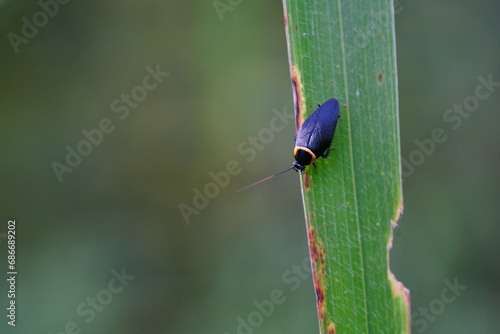 Wallpaper Mural Hemityrsocera palliata found in the forest. Torontodigital.ca