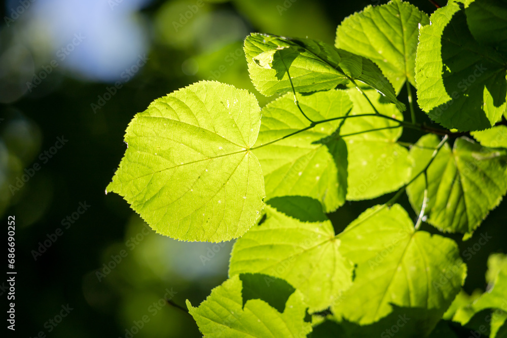 Green deciduous tree close up, blurred background. Green deciduous tree close up, blurred background.