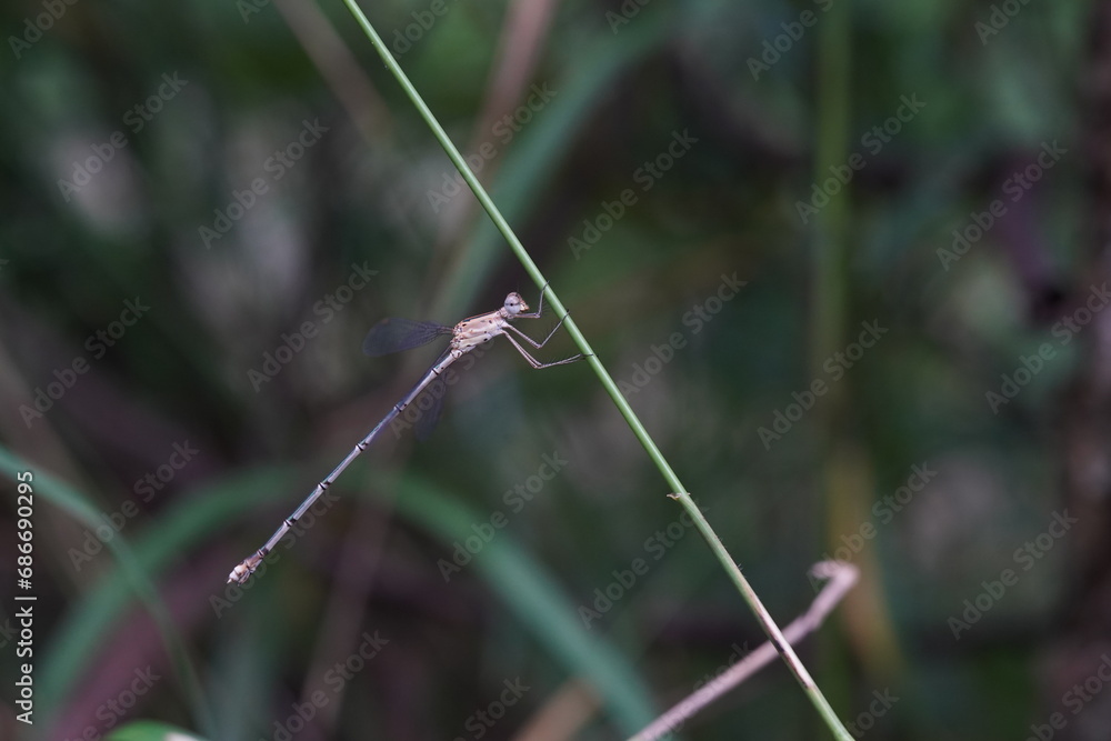 Dragonflies found in the forest. Dragonflies found in the forest.