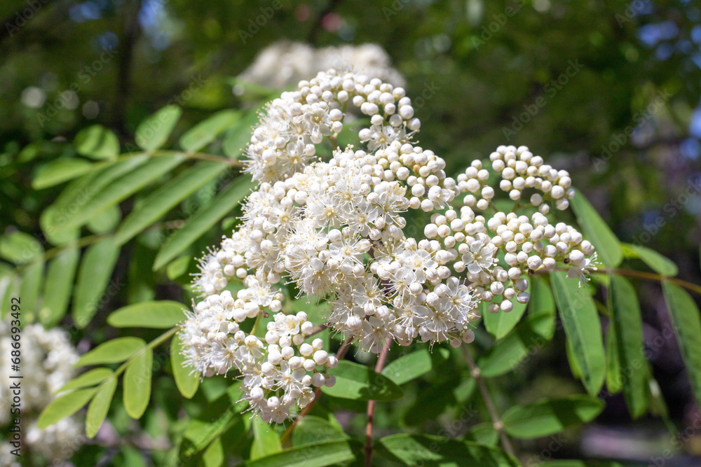 White clusters of small flowers on a tree in spring. White clusters of small flowers on a tree in spring.