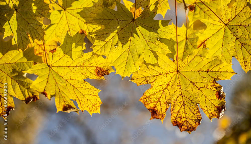 Yellow autumn leaves close-up against the sky, autumn landscape Yellow autumn leaves close-up against the sky, autumn landscape