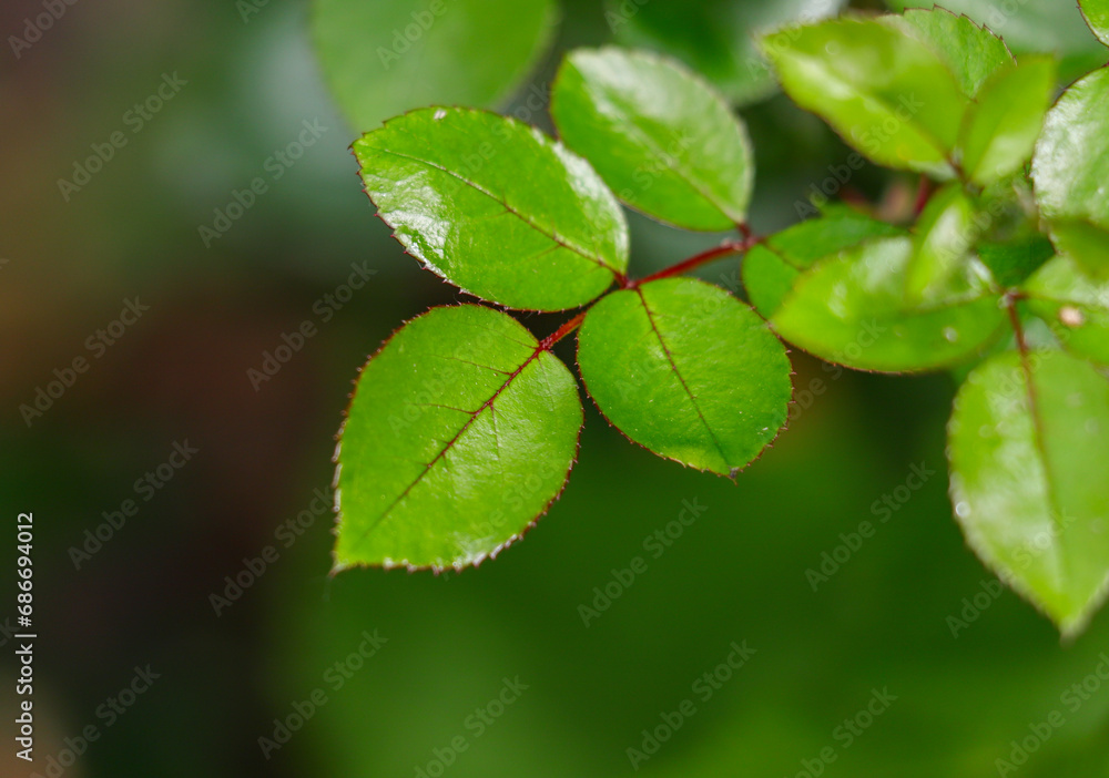Green rose leaves in nature. Green rose leaves in nature.