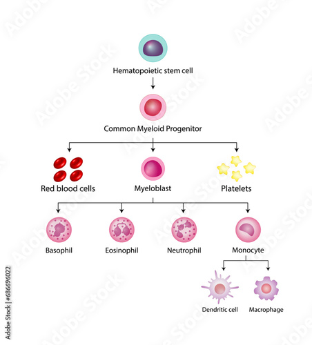 Hematopoiesis cell type scheme, stem cell, common myeloid progenitor, red blood cells, platelets, myeloblast, Basophil, neutrophil, eosinophil, monocyte, dendritic cell, macrophage. Vector design.