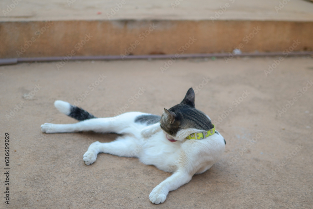 Fototapeta premium a cat licking itself
