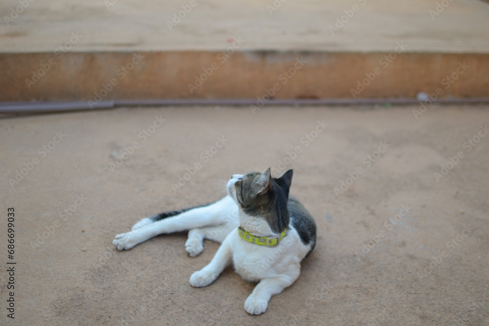 Fototapeta premium Cat on the floor looking up
