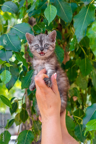 removing a screaming kitten from a tree