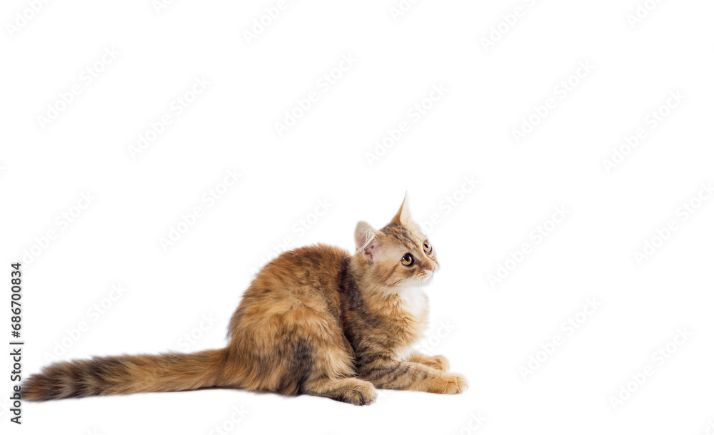 motley cat with a long fluffy tail lies and looks up on a white background