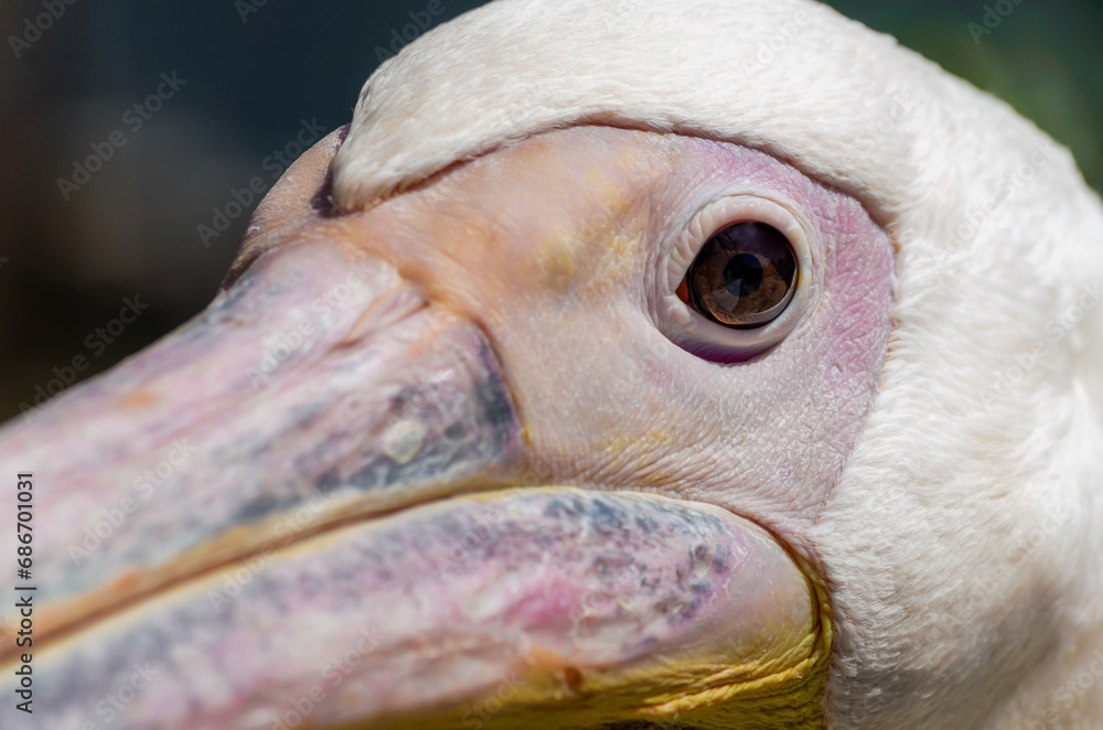 Obraz premium head and beak of a great white pelican close up