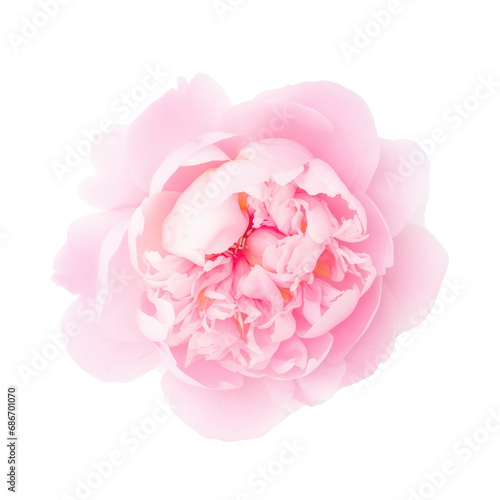 beautiful blossom flower isolated