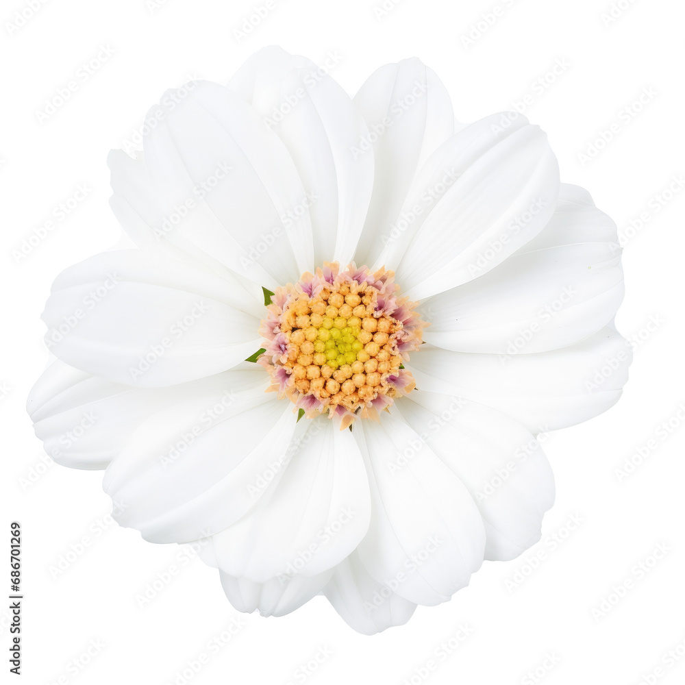 Fototapeta premium beautiful blossom flower isolated