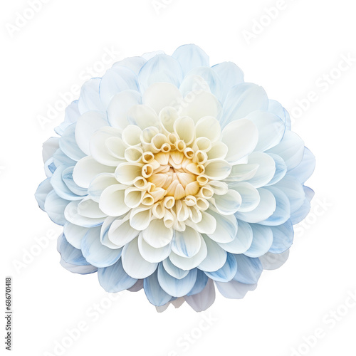 beautiful blossom flower isolated