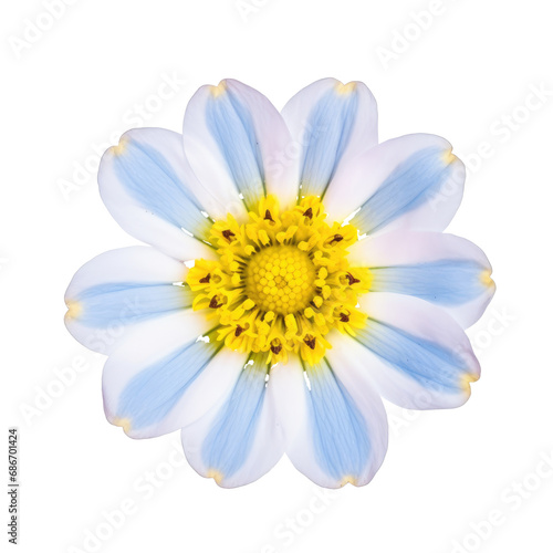 beautiful blossom flower isolated