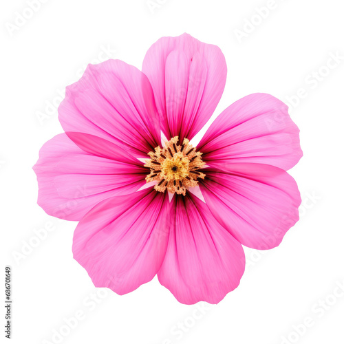 beautiful blossom flower isolated