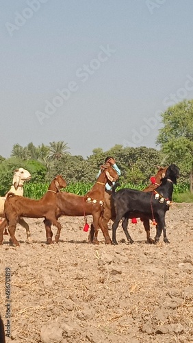 Fototapeta Naklejka Na Ścianę i Meble -  Traditional Pakistani Villages: Stunning Goat Racing in the Midst of Scenic Beauty