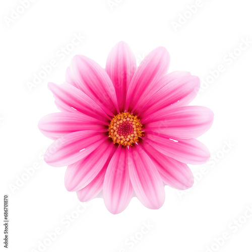 beautiful blossom flower isolated