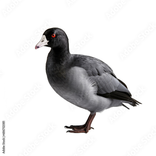 American Coot isolated on transparent background photo