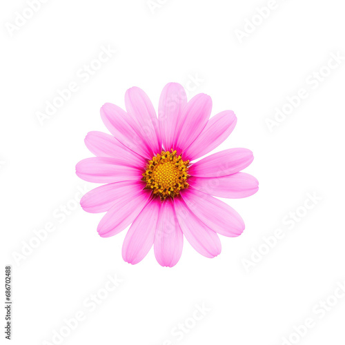 beautiful blossom flower isolated