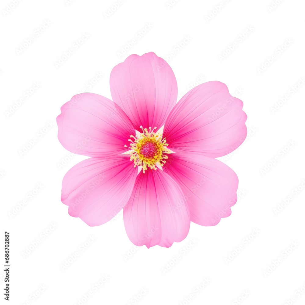 beautiful blossom flower isolated beautiful blossom flower isolated