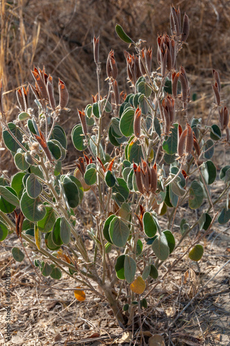 Senna pilosior - Stone desert, plants xerophytes, desert landscape photo