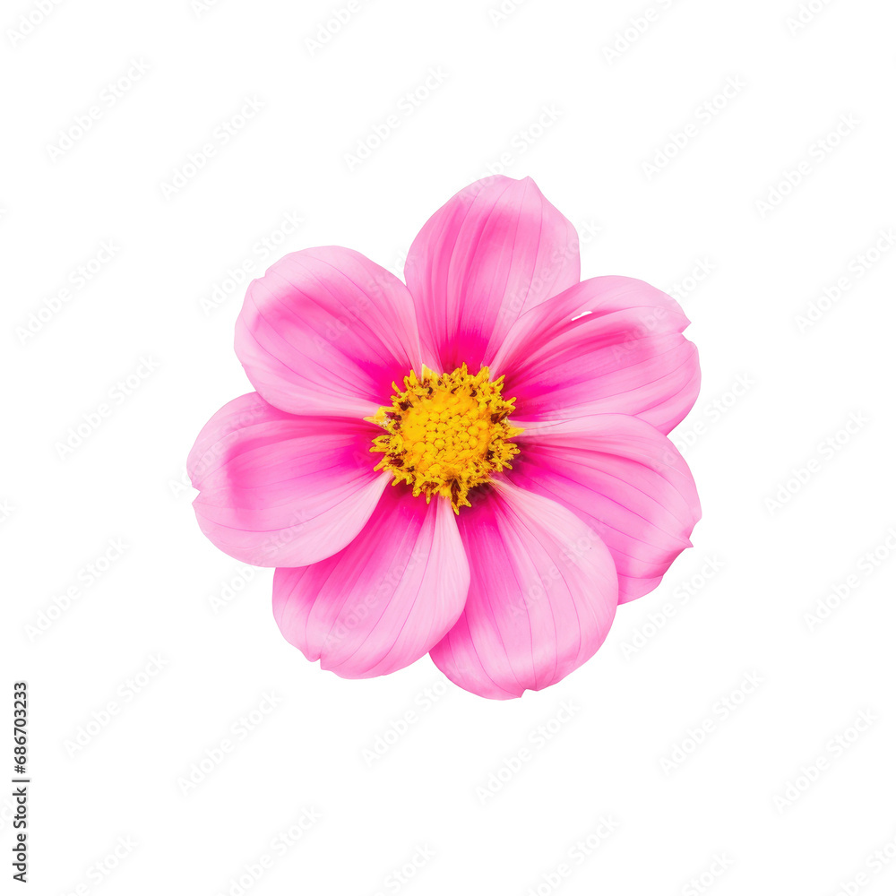 beautiful blossom flower isolated