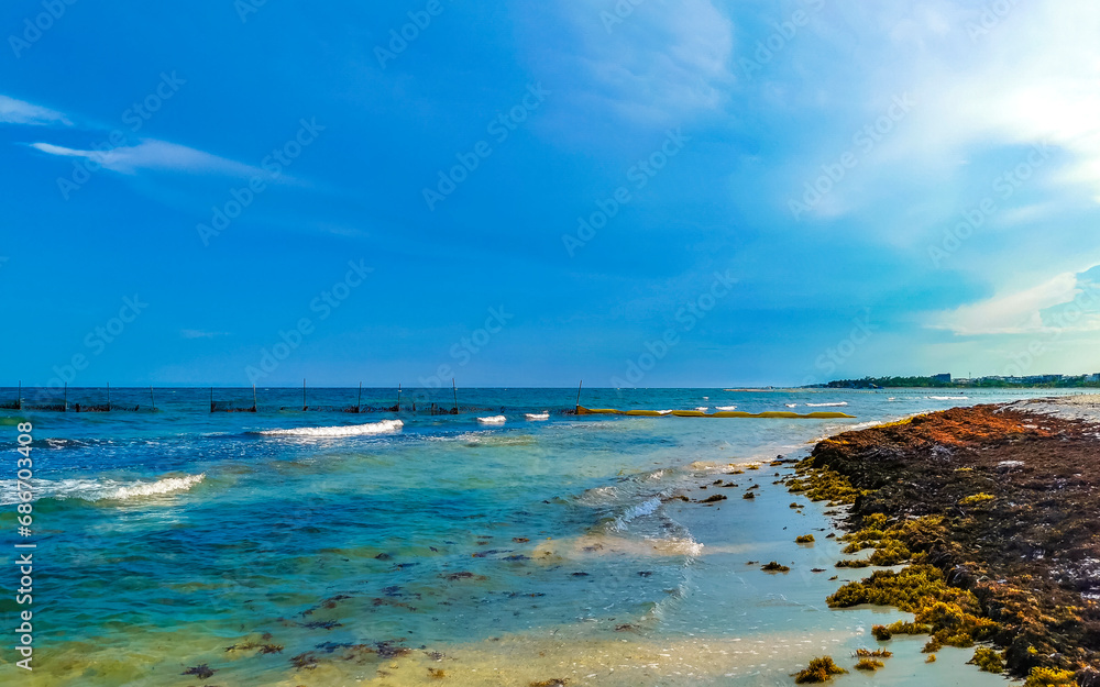 Tropical Caribbean beach water seaweed sargazo Playa del Carmen Mexico.