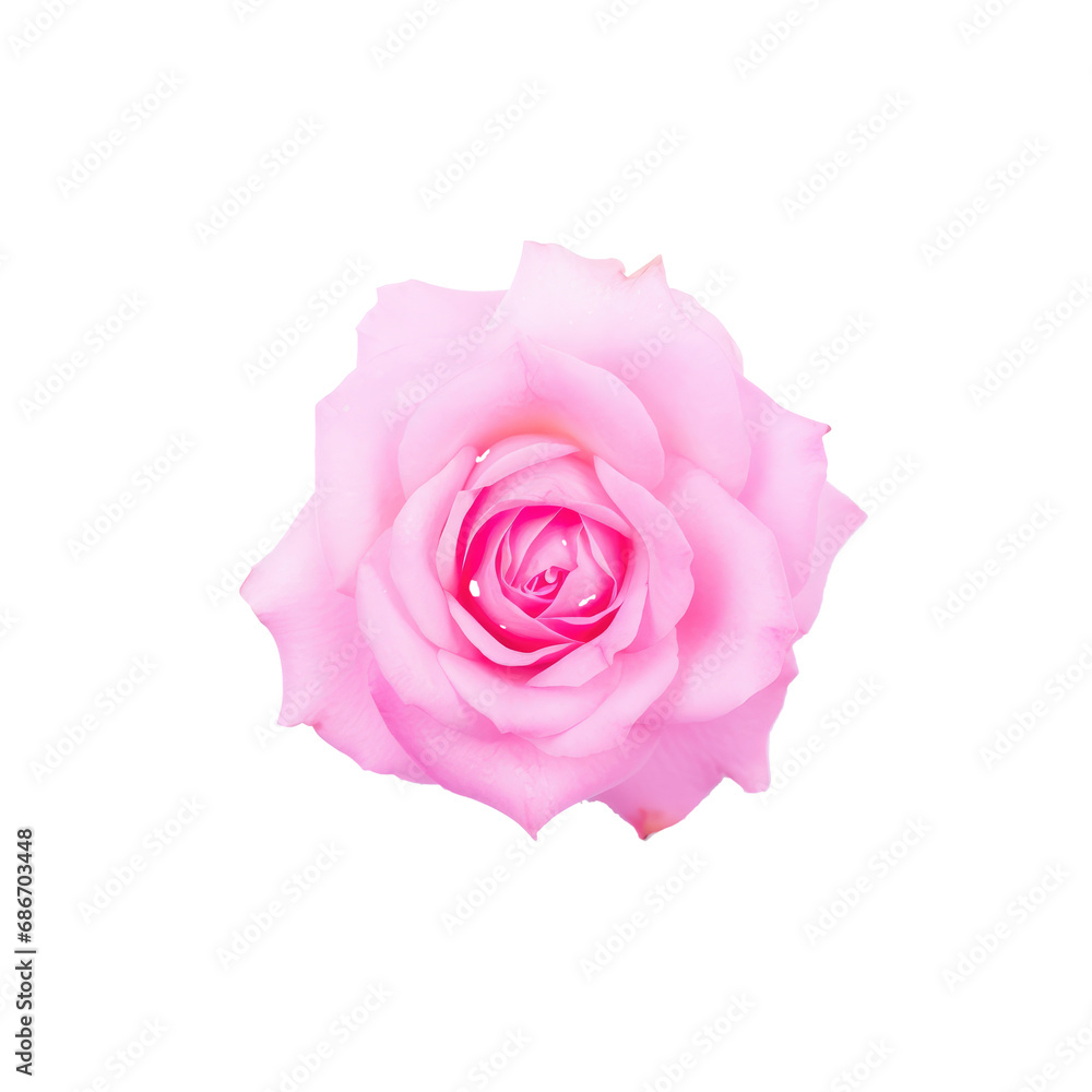 Fototapeta premium beautiful blossom flower isolated