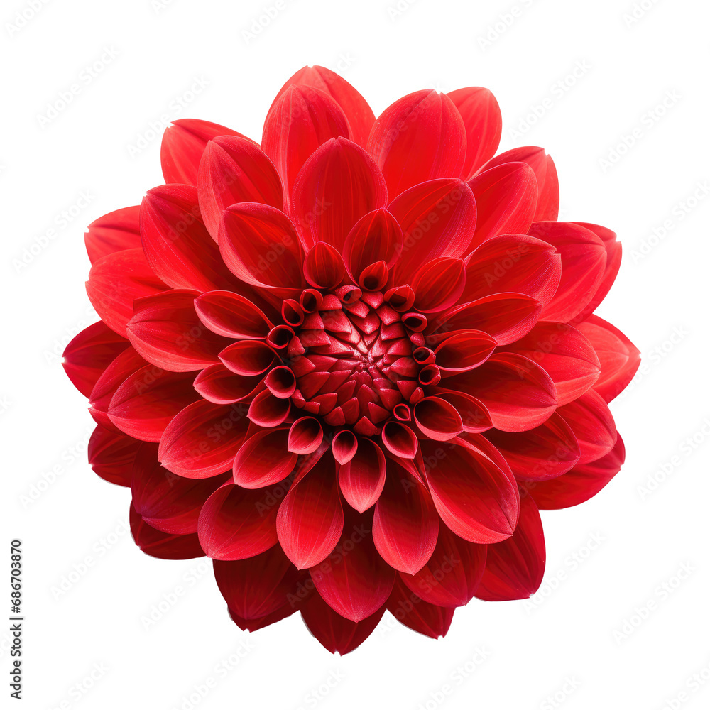 beautiful blossom flower isolated beautiful blossom flower isolated